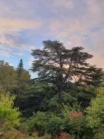 le c&egrave;dre &copy; auberge du c&egrave;dre