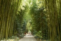 La Bambouseraie - Allée des Séquoias ©Jean du Boisberranger
