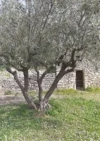 Capitelle et oliviers - Sentier des jardiniers invisibles
