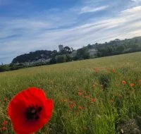Coquelicots Sommi&egrave;res