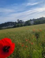 Coquelicots Sommi&egrave;res