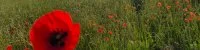 Coquelicots Sommi&egrave;res