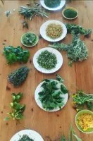 Balade cueillette et atelier cuisine de plantes sauvages