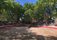 ARènes de Sommières - course camarguaise