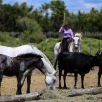 Gardian &agrave; cheval taureaux Camargue