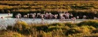 Flamant et paysage Camargue