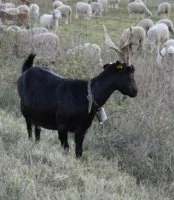 Ch&egrave;vre p&eacute;lardon