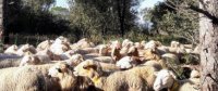 Moutons sur le Chemin des Laines - Calvisson