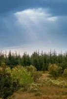Garrigue Nature et for&ecirc;t &agrave; Cong&eacute;nies