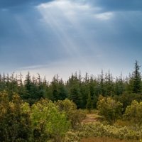 Garrigue Nature et forêt à Congénies