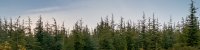 Garrigue Nature et forêt à Congénies