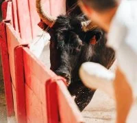 Course camarguaise aux ar&egrave;nes de Sommi&egrave;res