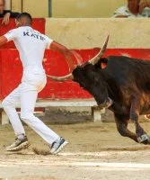 Course camarguaise