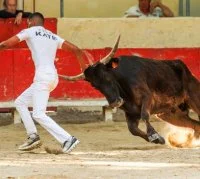 Course camarguaise