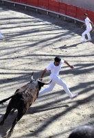 Animations taurines - courses camarguaises
