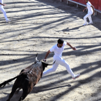 Animations taurines - courses camarguaises