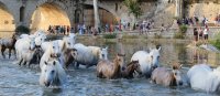 La Gaze de chevaux à Sommières