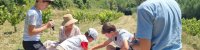 Famille dans le Vignoble avec le Comporte