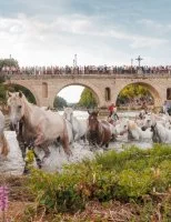 Gases de chevaux &agrave; Sommi&egrave;res