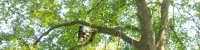 Adventure Attitude grimpe d'arbres