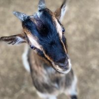 Chèvre animal parc animalier - Petits Fermiers