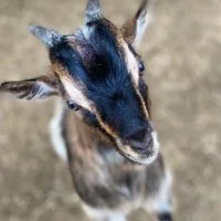 Ch&egrave;vre animal parc animalier - Petits Fermiers