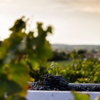 Vignobles et vins - Mas Montel Mas Granier