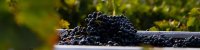 Vignobles et vins - Mas Montel Mas Granier