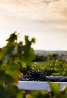 Vignobles et vins - Mas Montel Mas Granier