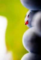 Raisin vigne - Mas Montel - Vignobles & D&eacute;couvertes