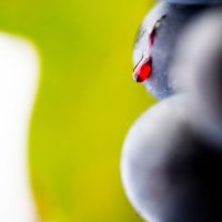Raisin vigne - Mas Montel - Vignobles & Découvertes