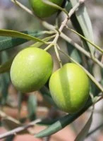 Olives branche