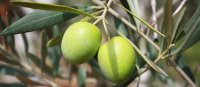 Olives branche