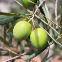 Olives branche