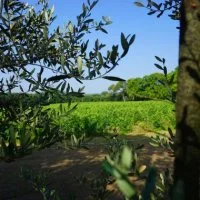 Paysage vignoble et oliviers 