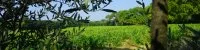 Paysage vignoble et oliviers 