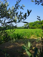 Paysage vignoble et oliviers 
