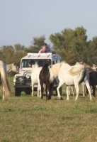 Safari 4x4 Chevaux Camargue
