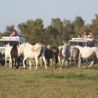 Safari 4x4 Chevaux Camargue