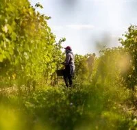 Gastronomie locale - Domaine viticole
