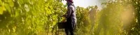 Gastronomie locale - Domaine viticole