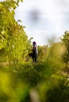 Gastronomie locale - Domaine viticole