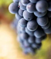 Grappe de raisins - vignes