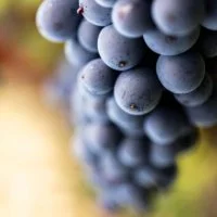 Grappe de raisins - vignes