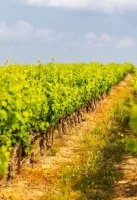 Vignoble et vignes