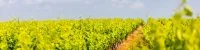 Vignoble et vignes