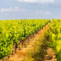 Vignoble et vignes