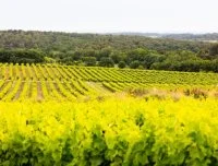 Vignoble paysage