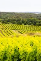 Vignoble paysage