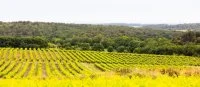 Vignoble paysage
